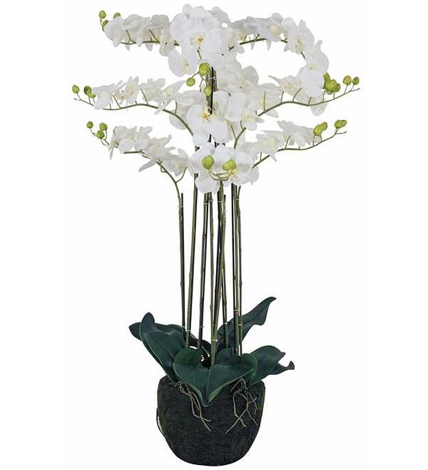 Fiore Orchid 9 Stems 110cm