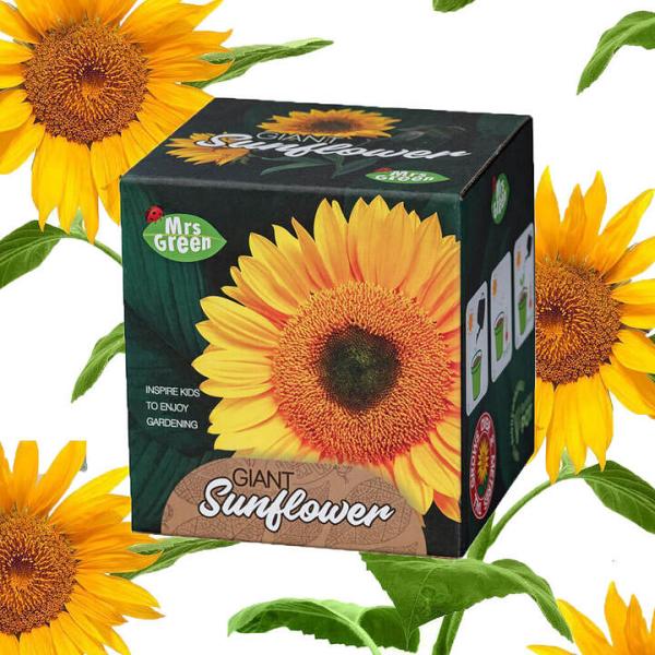 Giant Sunflower Grow Kit