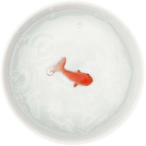 Goldfish Pet Bowl