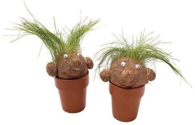 Grass Growing Plant Head