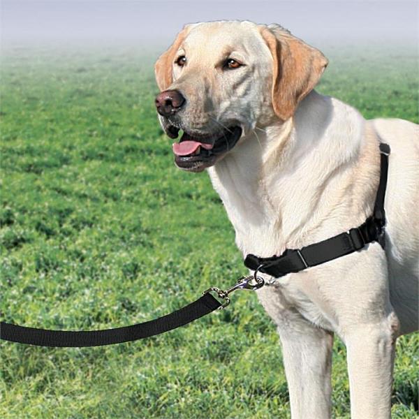 Petsafe Easy Walk Harness with Front Attachment Lead [Size:
