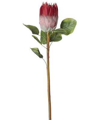 Acacia Protea Red 68CM