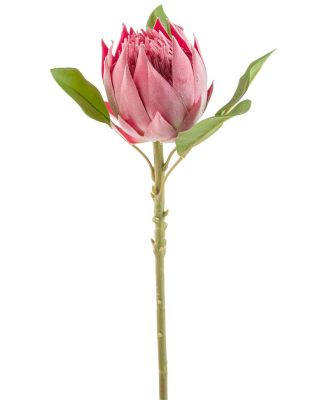 Blume Protea Stem 97cm