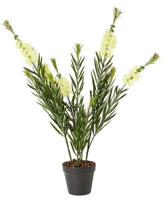 Eden Bottle Brush Cream 70cm