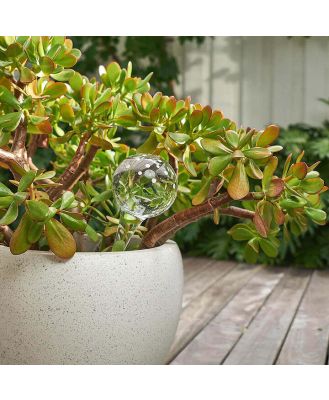 Bauble Plant Watering Bubble