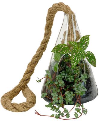 Hanging Plant Terrarium