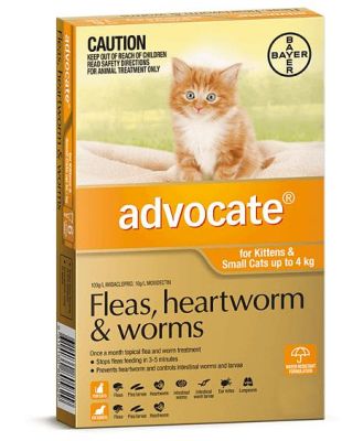 Advocate Cat Small Orange 12 Pack