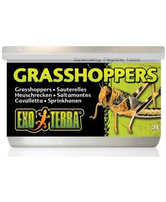Exo Terra Wild Male Grasshoppers Small 34g