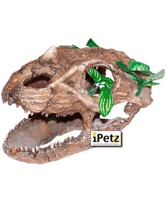 Urs Skull With Small Teeth Each
